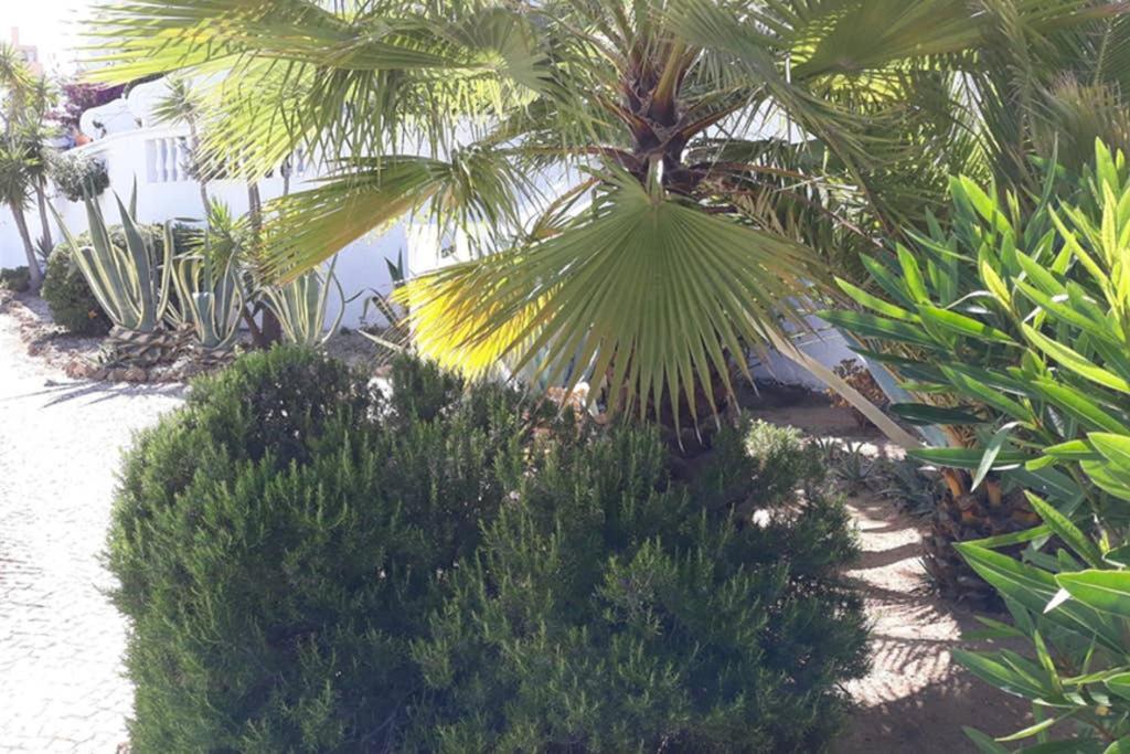 Casa Do Limoeiro Διαμέρισμα Λάγος Εξωτερικό φωτογραφία